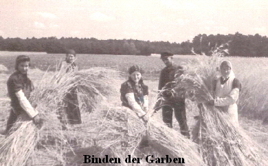 Getreide_binden