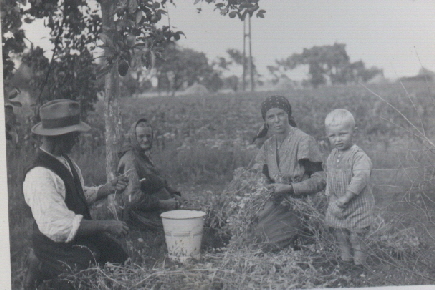 01_1934 Familie Zoberbier bei der Erbsenernte